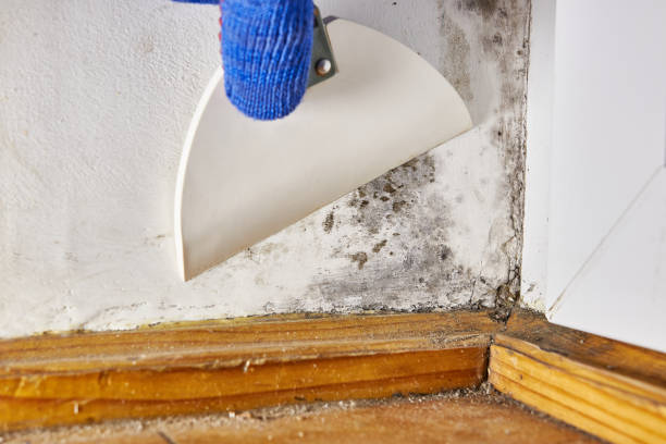 Mold Remediation for Vacation Homes in South Oroville, CA